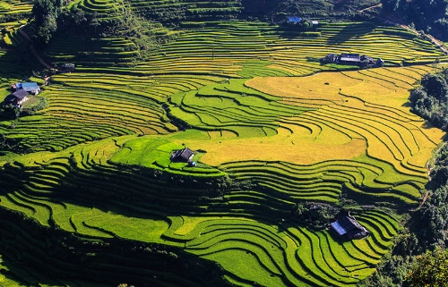 Sắc vàng trải khắp thung lũng mường hoa