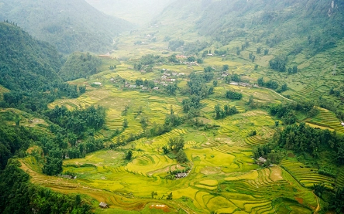 Sắc vàng trải khắp thung lũng mường hoa