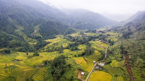 Sắc vàng trải khắp thung lũng mường hoa