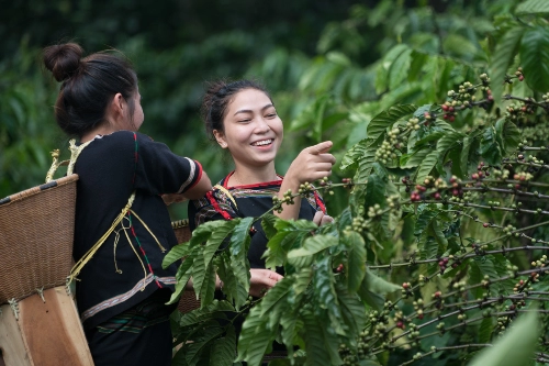 Buôn mê thuột nơi quen thuộc của tín đồ mê cà phê