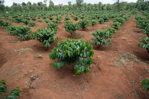 Buôn mê thuột nơi quen thuộc của tín đồ mê cà phê