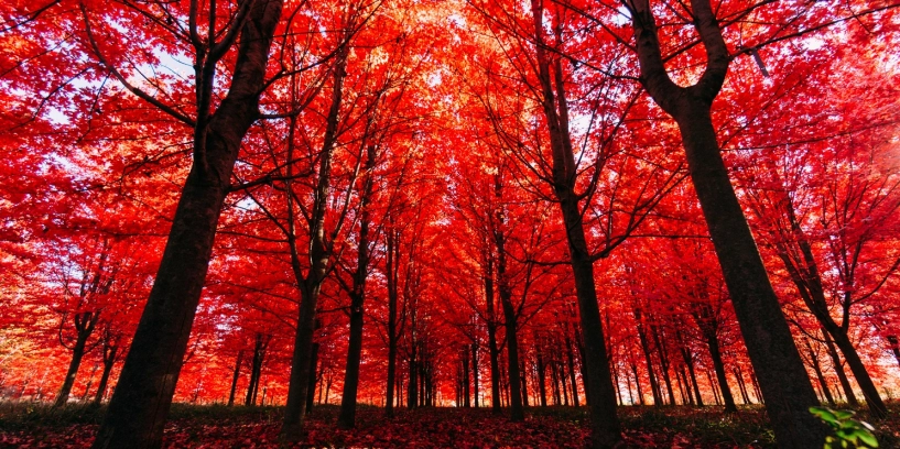 Hình ảnh mùa thu đẹp nao lòng trên khắp thế giới