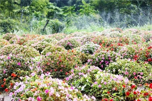 Vùng đất bắc tây nguyên đẹp say đắm lòng người