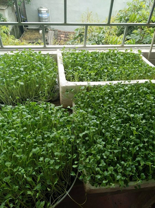 Học cách trồng hàng cân rau mầm của mẹ trẻ 2 con