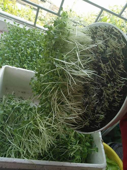 Học cách trồng hàng cân rau mầm của mẹ trẻ 2 con