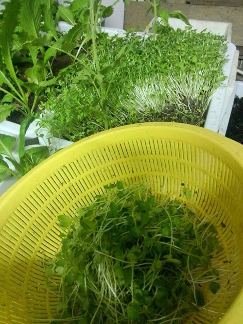 Học cách trồng hàng cân rau mầm của mẹ trẻ 2 con