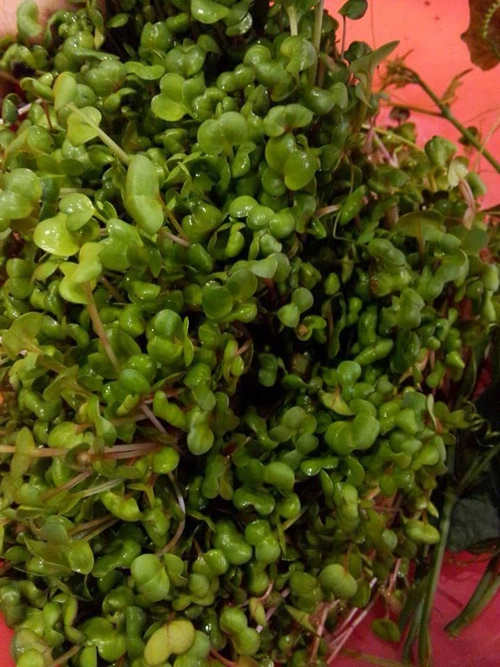 Học cách trồng hàng cân rau mầm của mẹ trẻ 2 con
