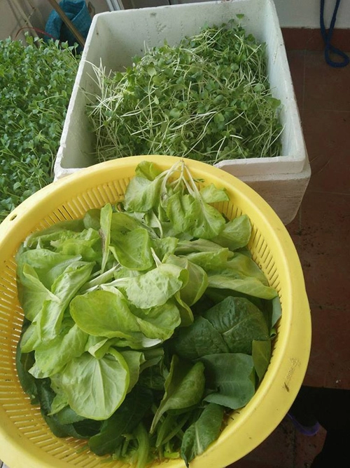 Học cách trồng hàng cân rau mầm của mẹ trẻ 2 con