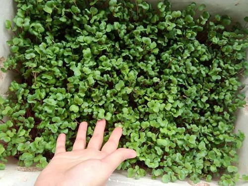 Học cách trồng hàng cân rau mầm của mẹ trẻ 2 con
