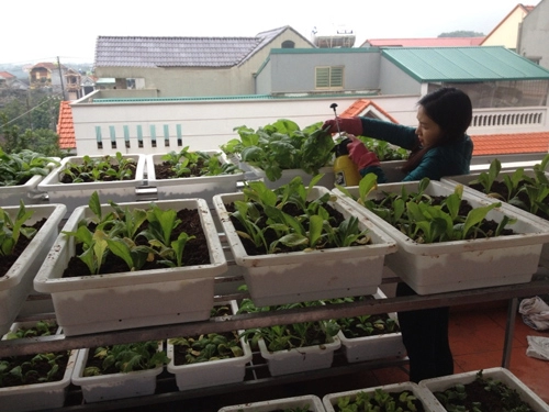 Học cách trồng hàng cân rau mầm của mẹ trẻ 2 con