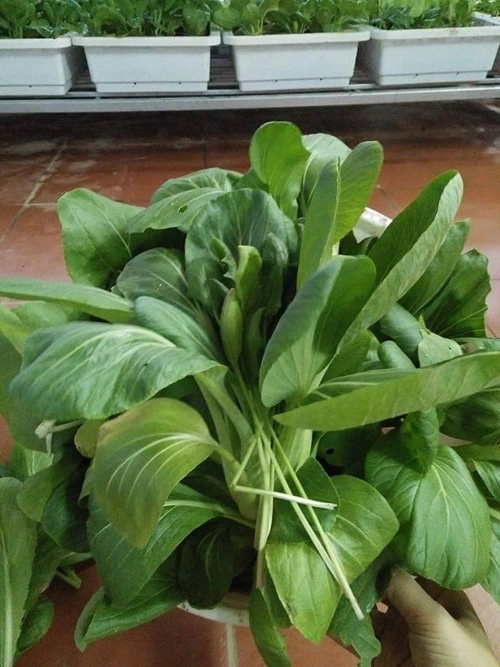Học cách trồng hàng cân rau mầm của mẹ trẻ 2 con