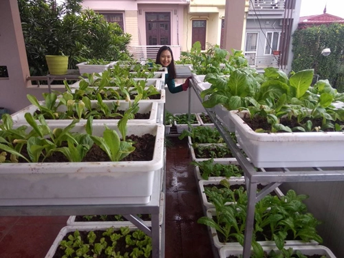 Học cách trồng hàng cân rau mầm của mẹ trẻ 2 con