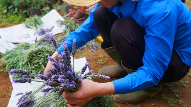 Vườn hoa oải hương ở đà lạt miễn phí tham quan