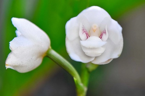10 loài hoa đẹp mà kì lạ nhất thế giới