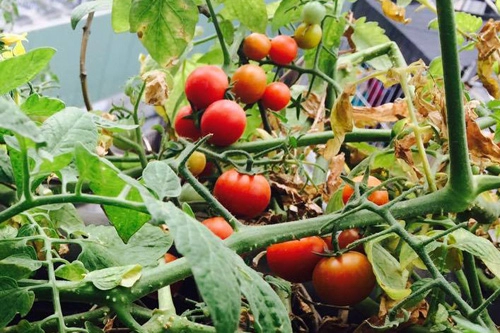 Cây cà chua bi cho vài trăm quả trên sân thượng ở hà nội