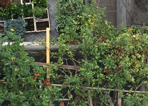 Cây cà chua bi cho vài trăm quả trên sân thượng ở hà nội