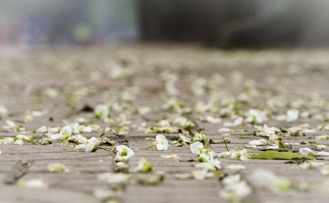 Hoa sữa về rồi sao em chẳng chịu nói lời yêu