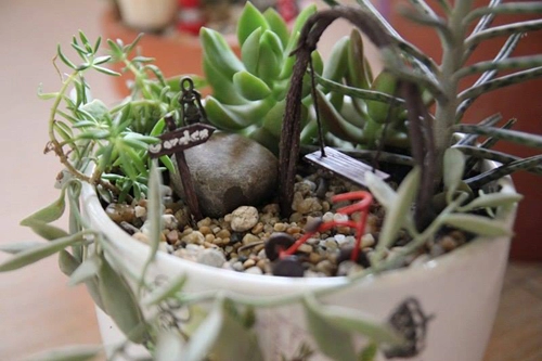 Mẹ bỉm sữa trồng vườn mini đẹp mê hồn