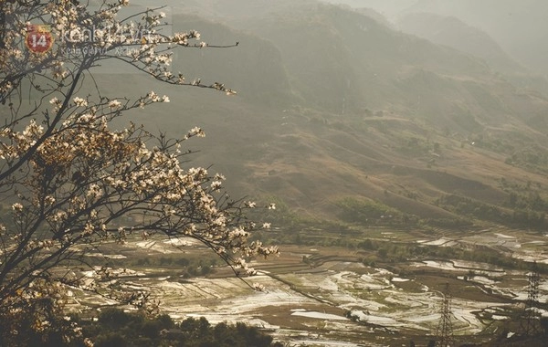 Ngắm mùa hoa gạo hoa lê dã quỳ đang về trên núi rừng tây bắc
