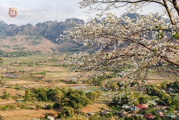 Ngắm mùa hoa gạo hoa lê dã quỳ đang về trên núi rừng tây bắc