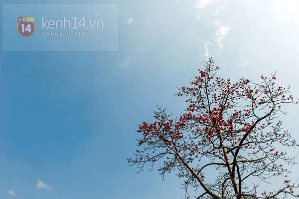Ngắm mùa hoa gạo hoa lê dã quỳ đang về trên núi rừng tây bắc