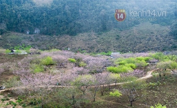 Ngắm mùa hoa gạo hoa lê dã quỳ đang về trên núi rừng tây bắc