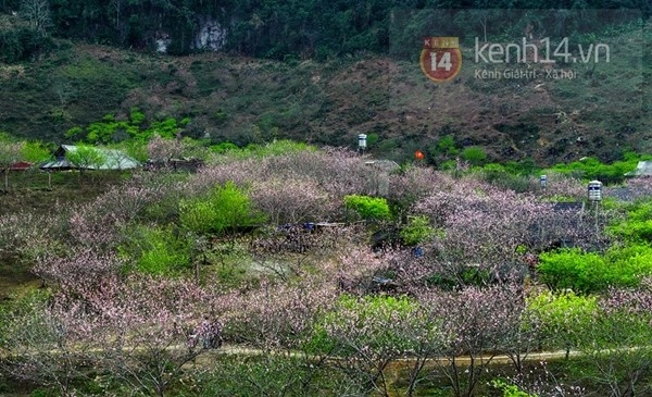 Ngắm mùa hoa gạo hoa lê dã quỳ đang về trên núi rừng tây bắc