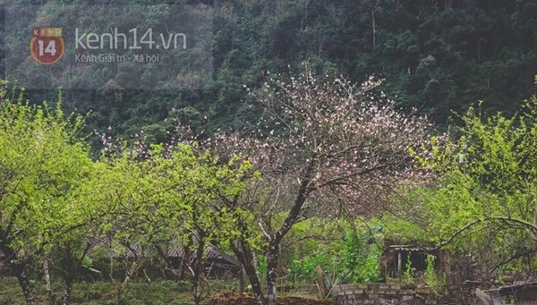 Ngắm mùa hoa gạo hoa lê dã quỳ đang về trên núi rừng tây bắc