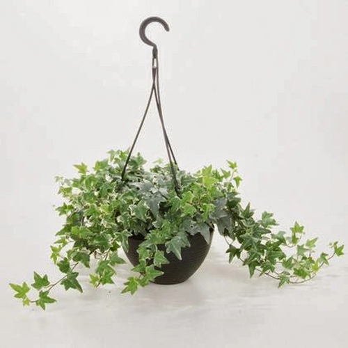 Mẹo phong thủy giúp tránh thị phi nơi công sở