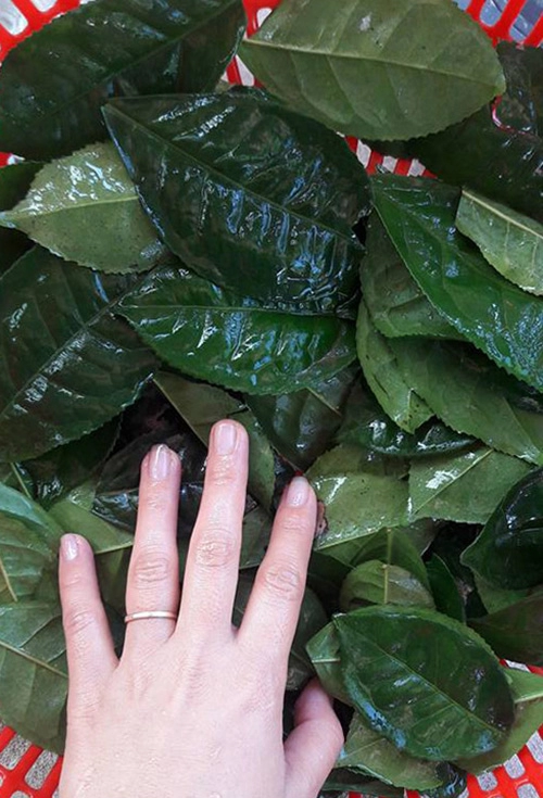 Đặc trị da dầu tại nhà với mặt nạ bột trà xanh tự chế