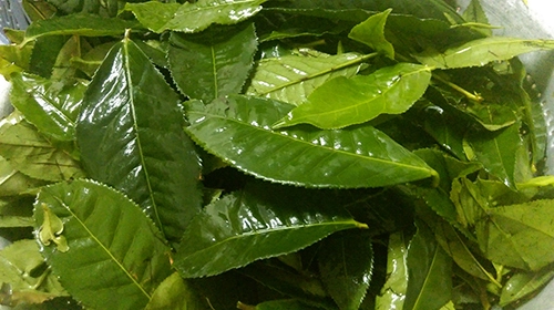 Đặc trị da dầu tại nhà với mặt nạ bột trà xanh tự chế