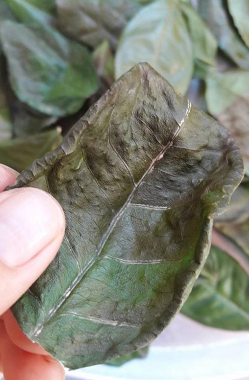Đặc trị da dầu tại nhà với mặt nạ bột trà xanh tự chế