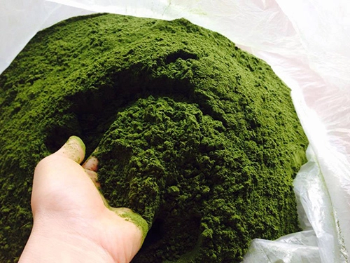 Đặc trị da dầu tại nhà với mặt nạ bột trà xanh tự chế