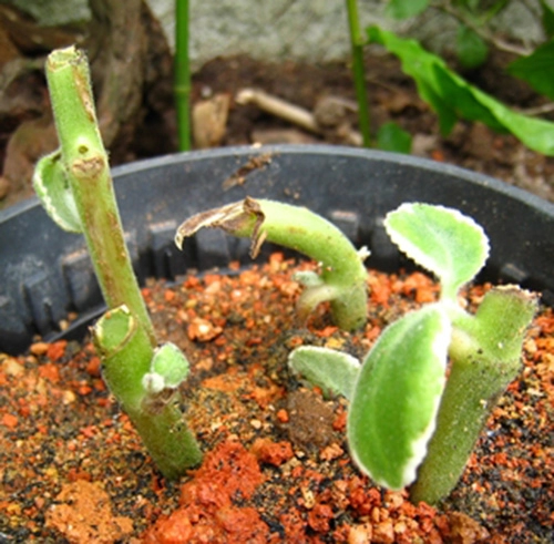 Bồn húng chanh tự trồng xử lý ho hiệu quả cho gia đình