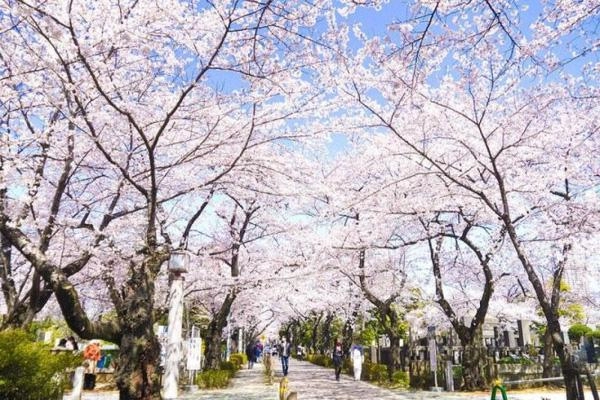 10 điểm đến ngắm hoa anh đao đẹp nhất