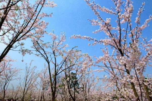 10 điểm đến ngắm hoa anh đao đẹp nhất