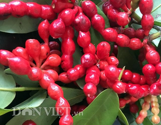 Chùm chày đỏ mọng nhìn là thèm