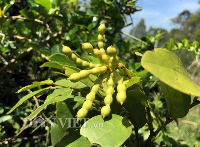 Chùm chày đỏ mọng nhìn là thèm