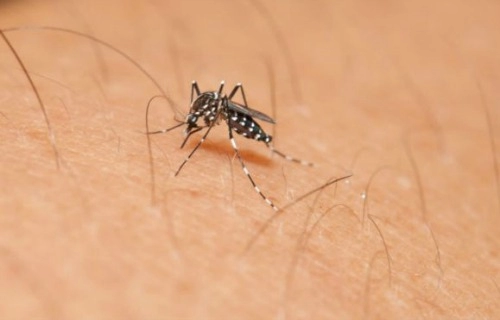 Khả năng bạn bị lây nhiễm virus zika như thế nào