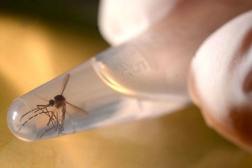 Khả năng bạn bị lây nhiễm virus zika như thế nào