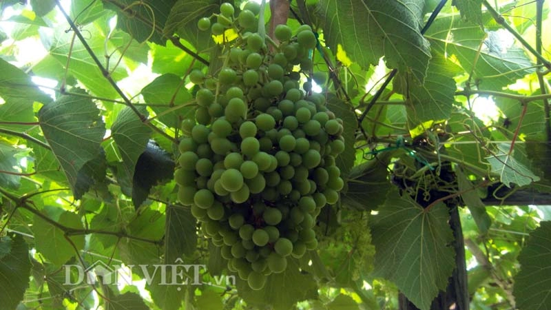 Nho dại vừa cho quả trĩu trịt vừa ra hoa tươi tốt