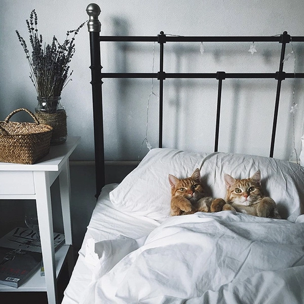 Tình bạn thân thiết của đôi mèo cưng