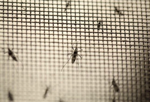 Virus zika nghi gây bệnh đầu nhỏ nguy hiểm