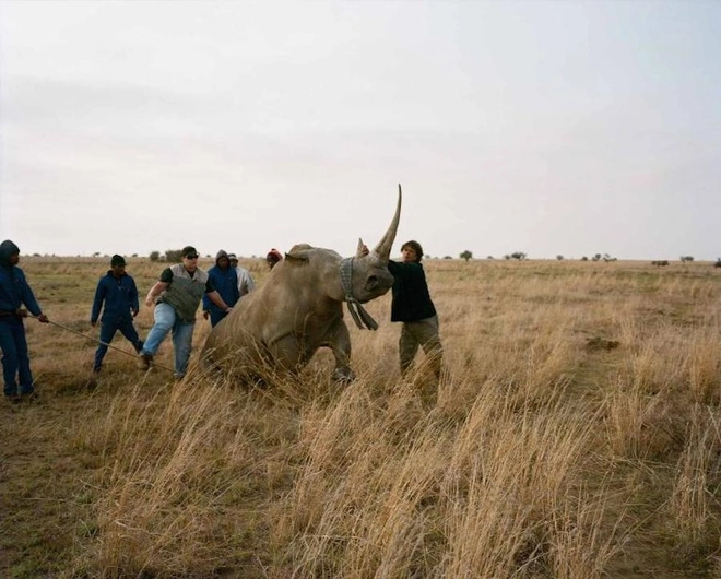 Trang trại nuôi tê giác lấy sừng lớn nhất thế giới bạn có biết