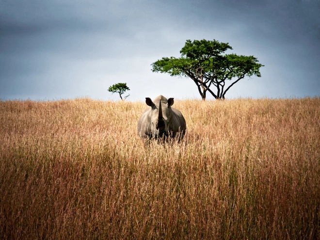 Trang trại nuôi tê giác lấy sừng lớn nhất thế giới bạn có biết