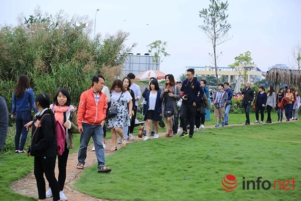 Cận cảnh vườn hoa tam giác mạch giữa lòng hà nội tha hồ check in