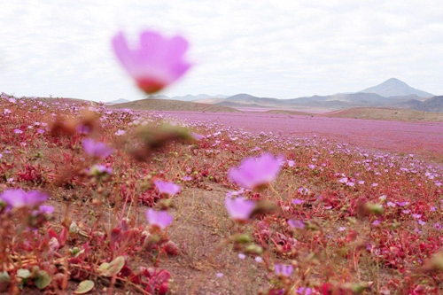 Sa mạc khô cằn sống dậy phủ đầy hoa hồng lỳ lạ
