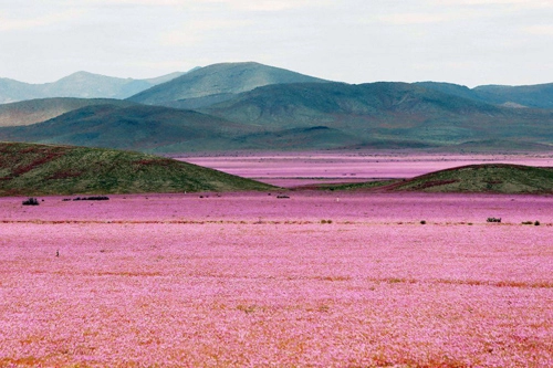 Sa mạc khô cằn sống dậy phủ đầy hoa hồng lỳ lạ