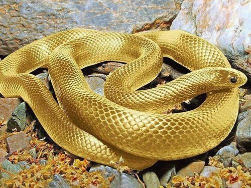 Những dấu hiệu báo trước giúp bạn có thể gặp may mắn